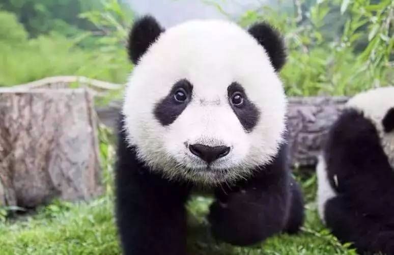 大熊猫真的有“第六个”指头吗？