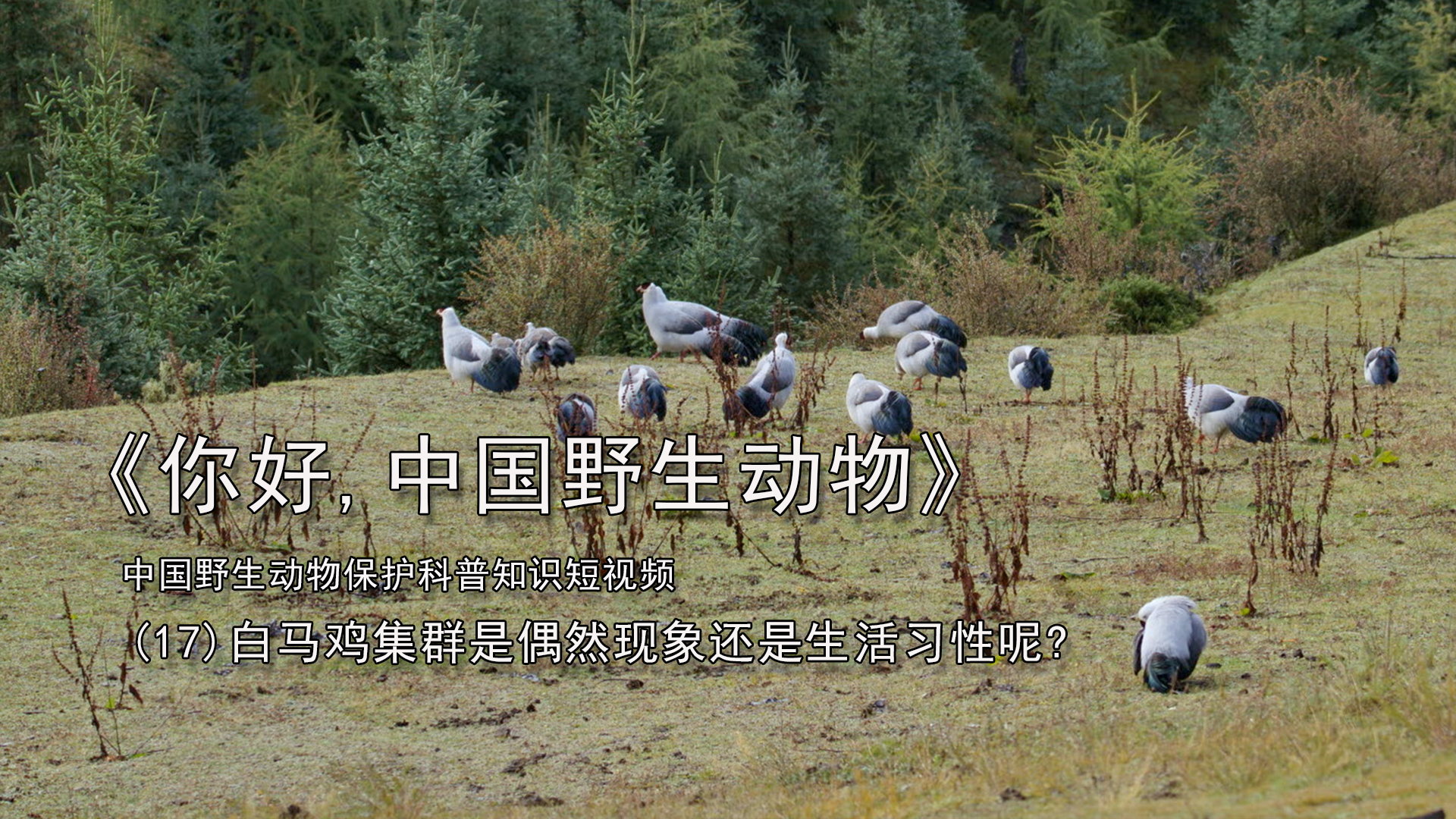 白马鸡集群是偶然现象还是生活习性呢
