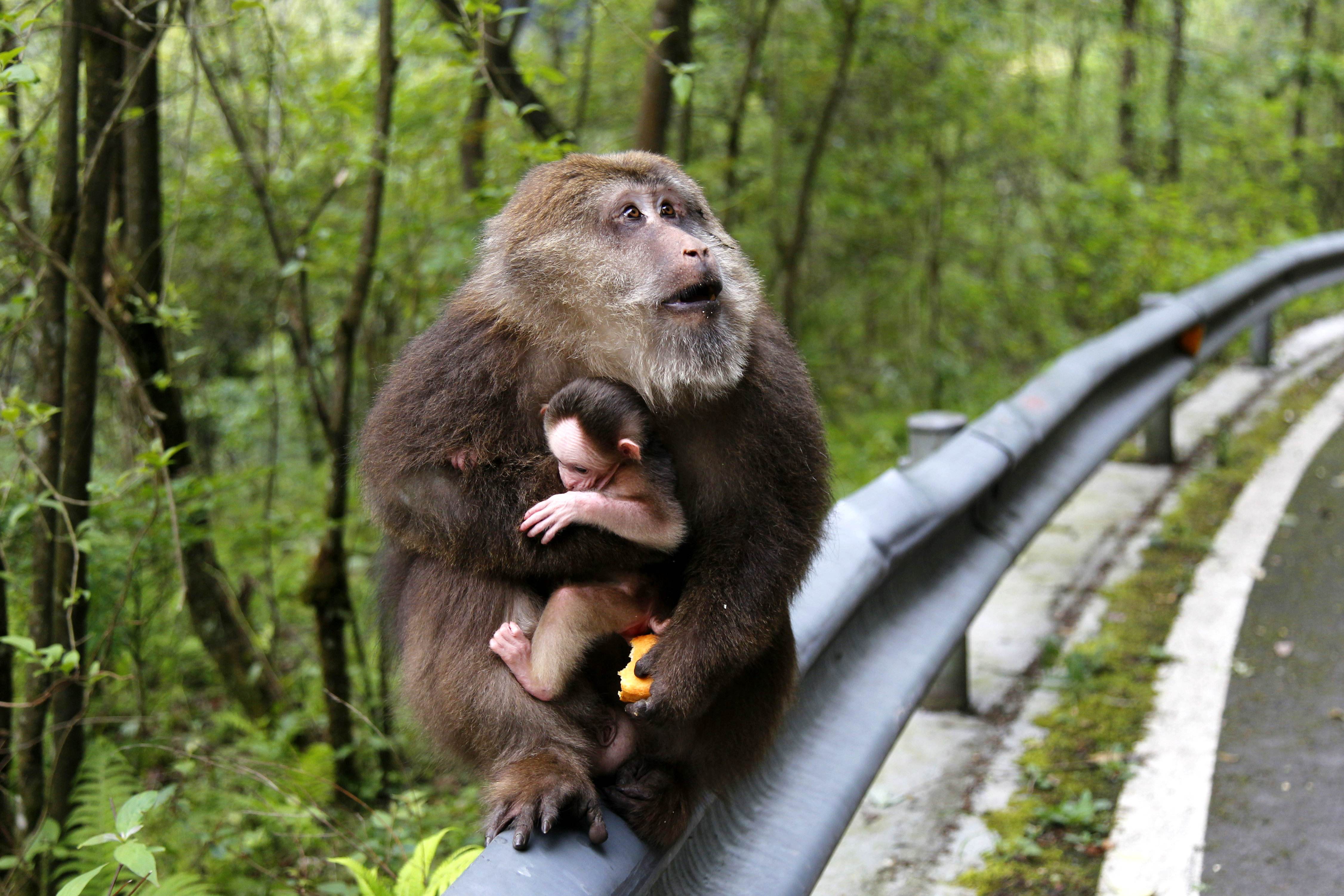 憨憨的藏酋猴是好奇宝宝吗？