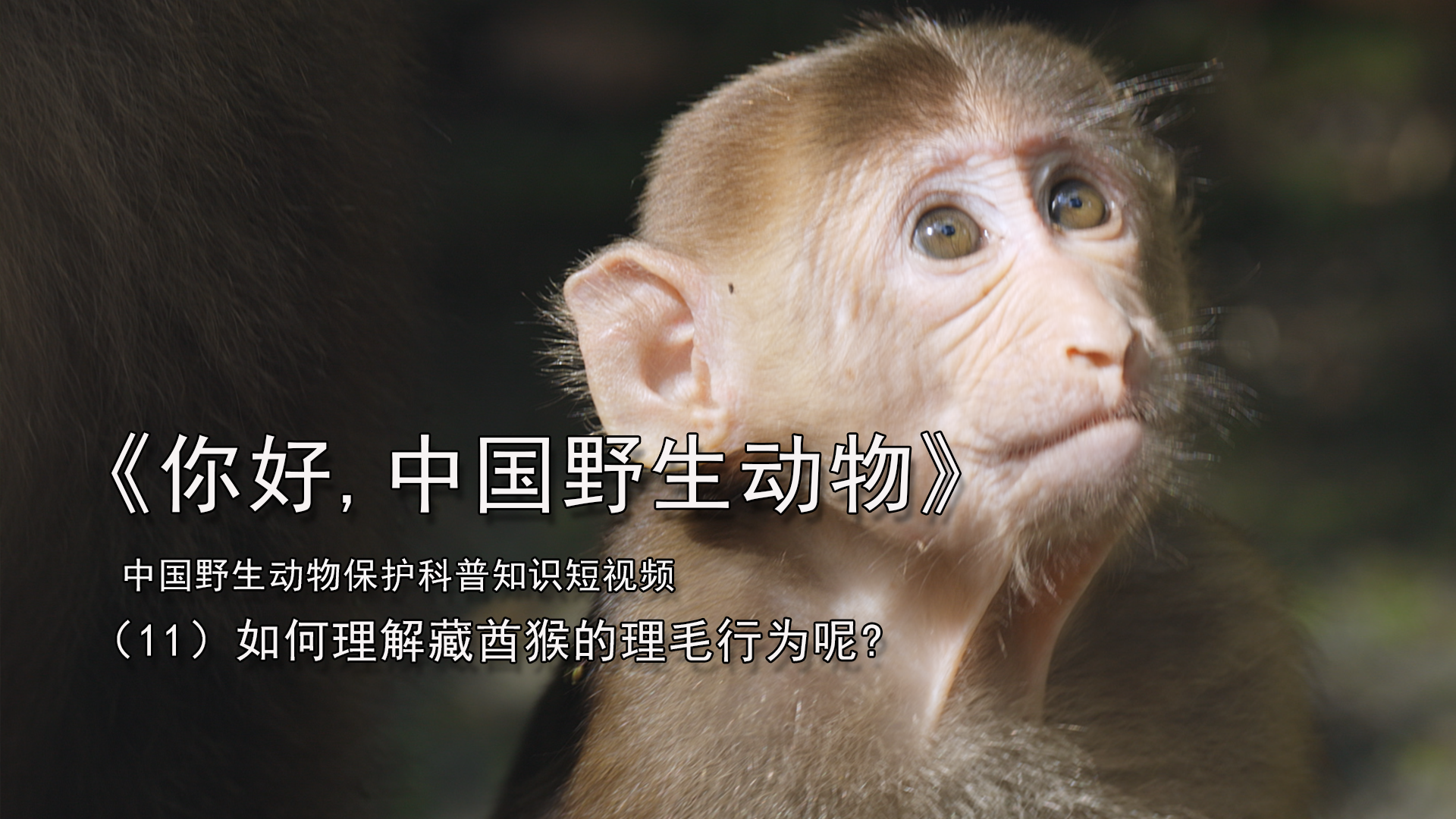如何理解藏酋猴的理毛行为呢